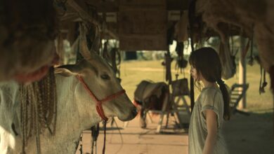 Minha Mãe É uma Vaca